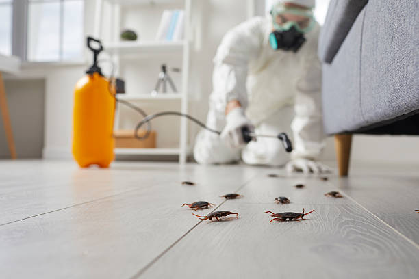 Post-Treatment Bed Bug Interceptor Monitoring in Kingsley